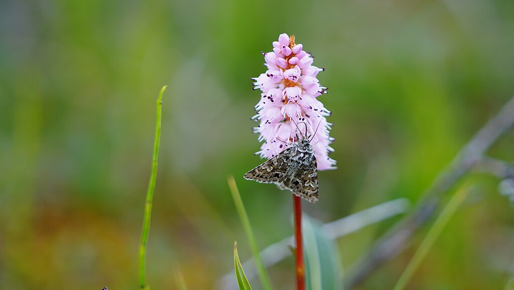 Arctic moth on a flower