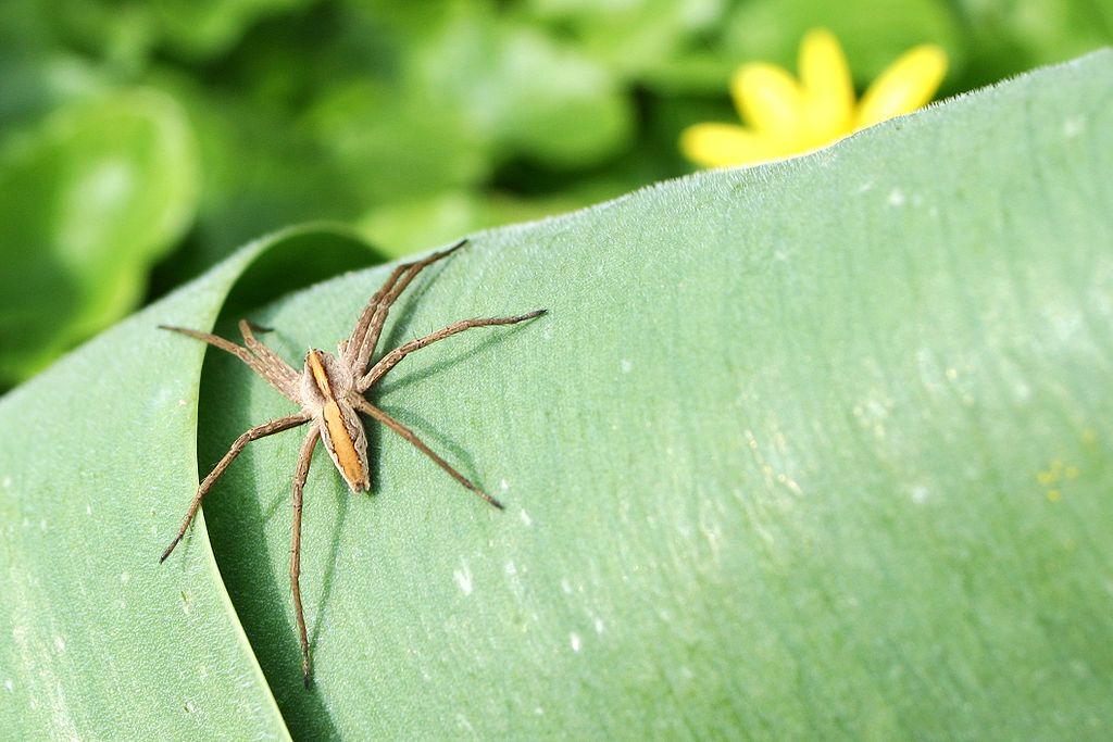 A spider on a leaf