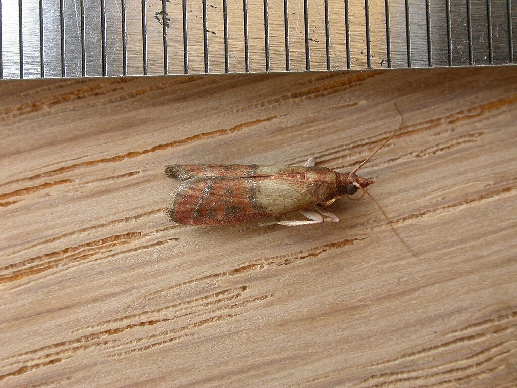 Pantry moth on the wood