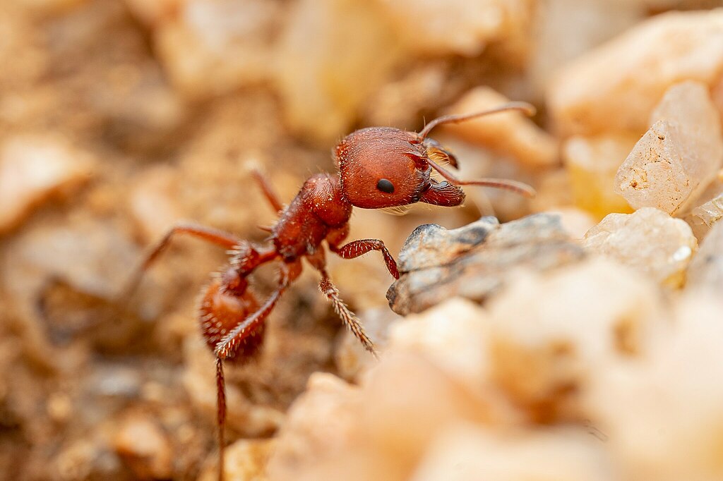 Harvester ant on the sand, close-up