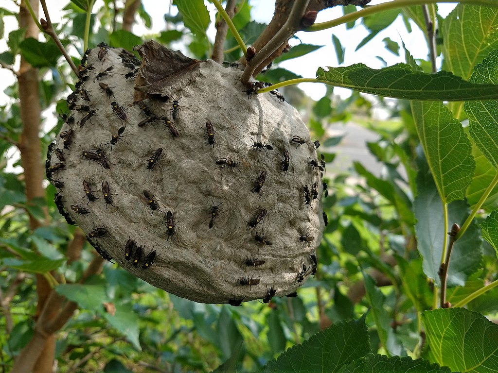Nest of Polybia paulista on raspberry tree