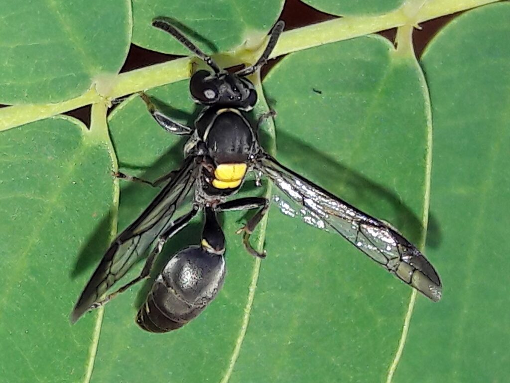 Polybia paulista wasp