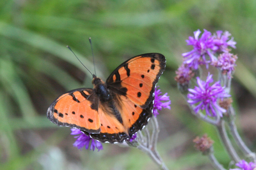 Precis octavia on a flower