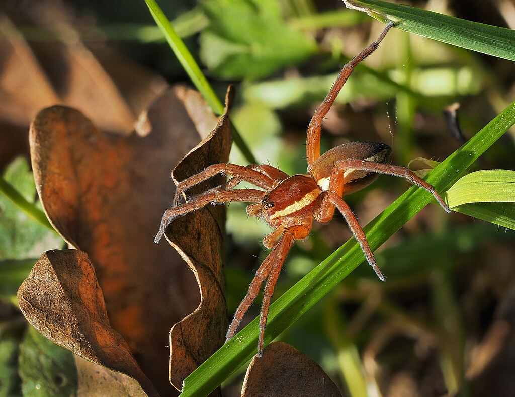 A spider on a leaf blade
