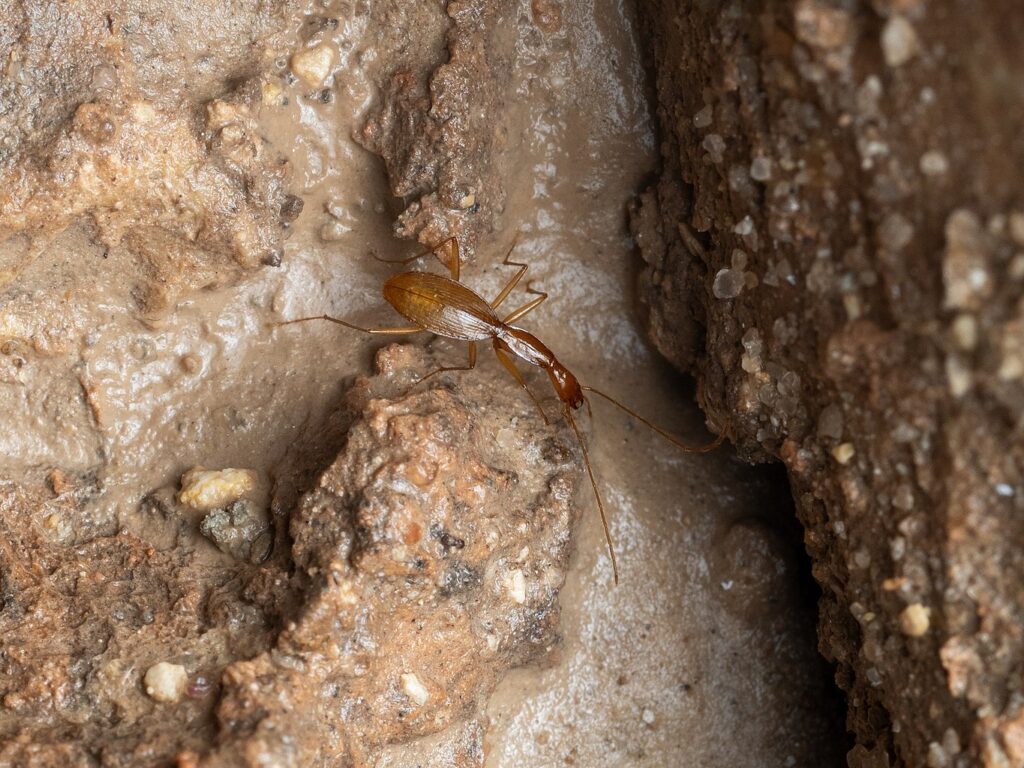 A cave beetle on the rock