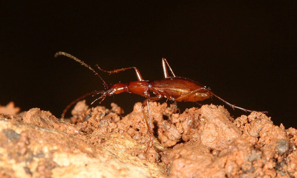 A cave beetle on mud