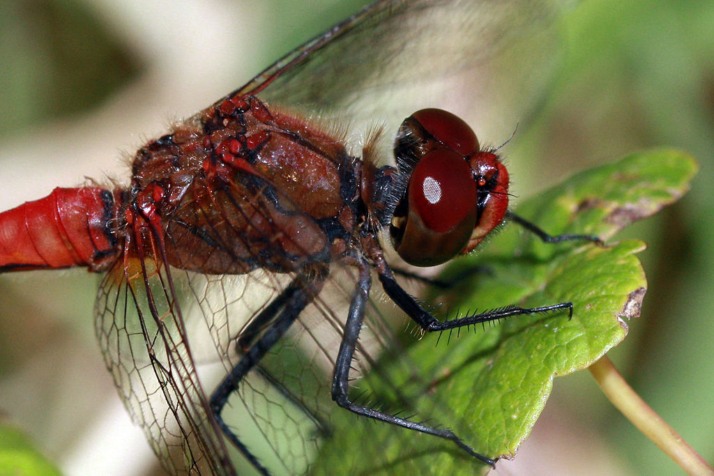 A dragonfly on a plant, close-up