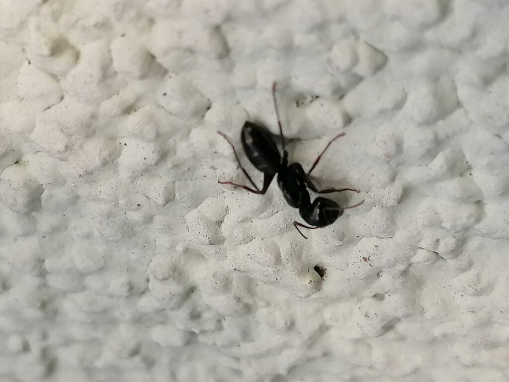 Camponotus herculeanus