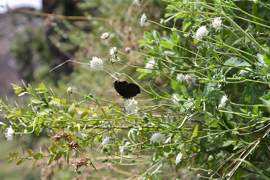 A black butterfly on a flower
