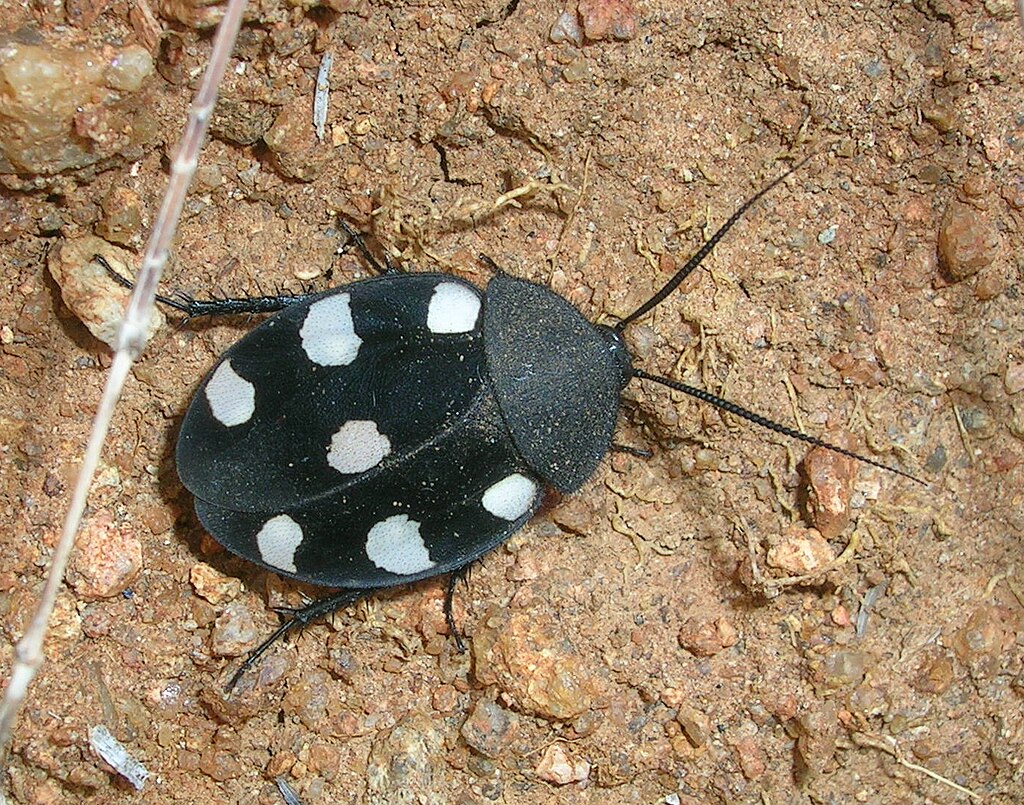 Seven spotted roach on ground