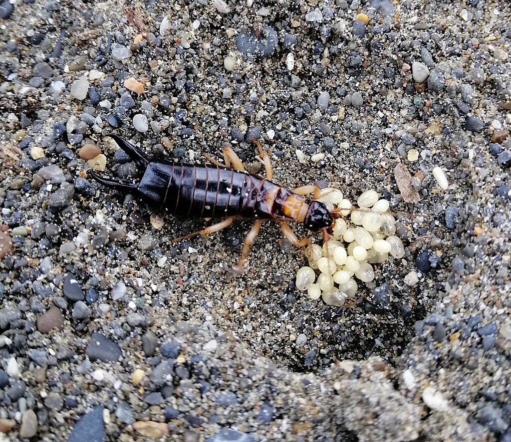An earwig with its egg on the sand