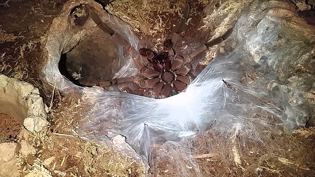Sperm web goliath birdeater 