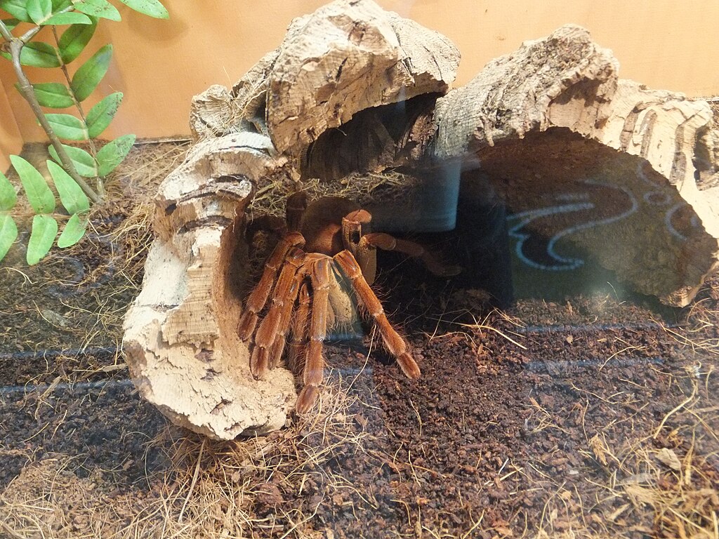 Goliath bird-eating spider under a rock