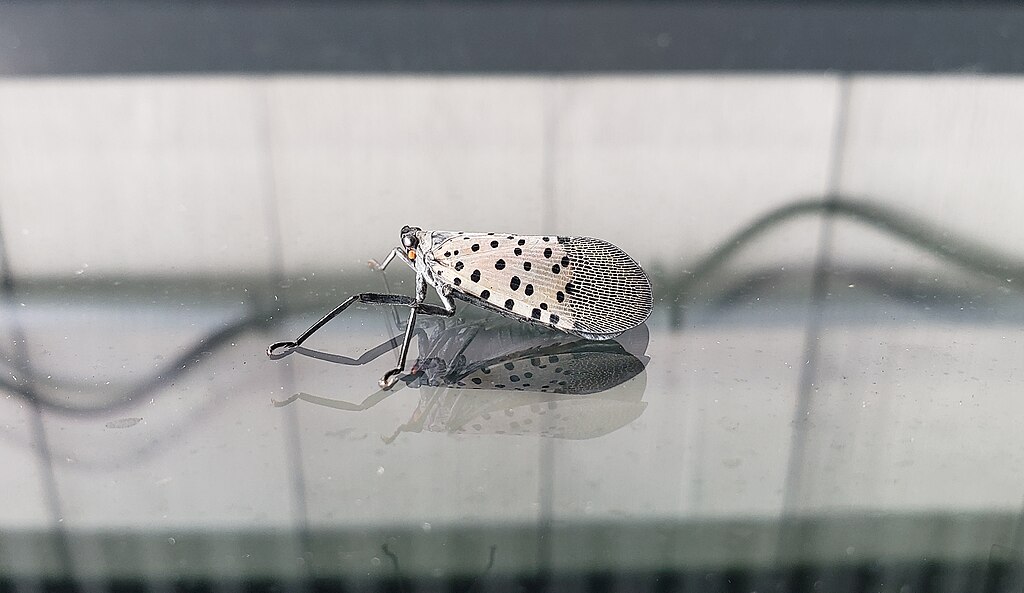 Spotted lanternfly on a glossy surface