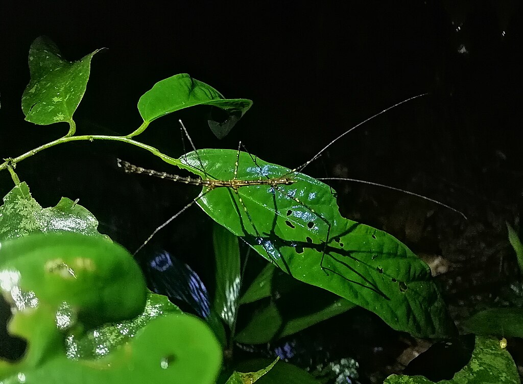 Stick insect on a leaf at night