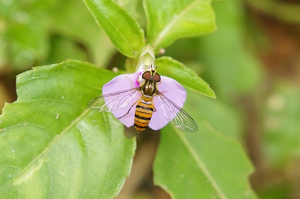 Hoverfly on a flower