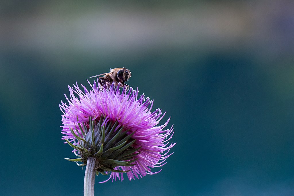 Hoverfly on a flower