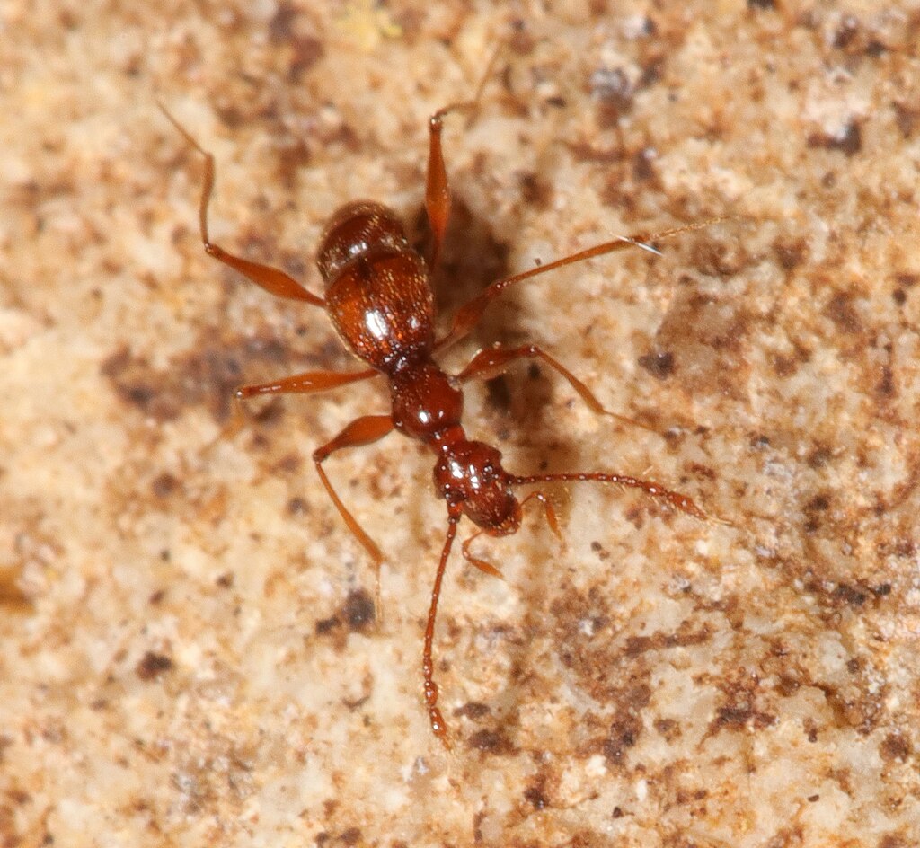 A cave beetle on the rock