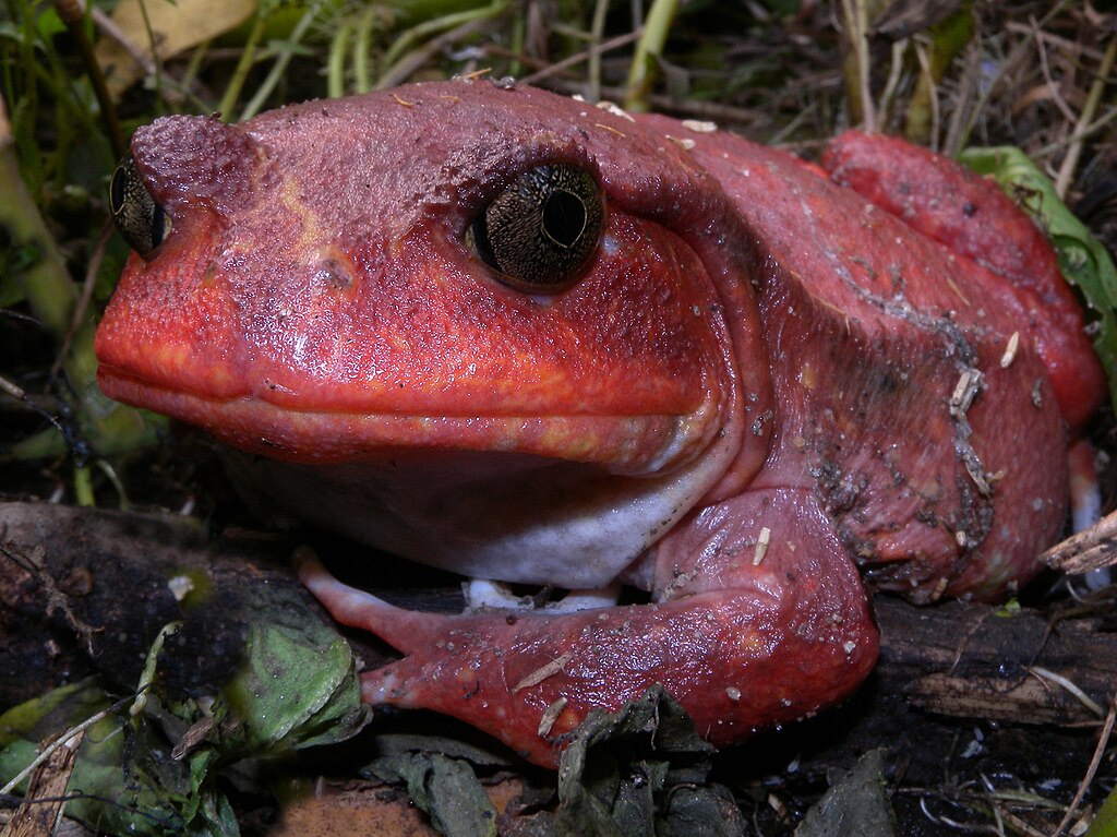Tomato frog close-up shot