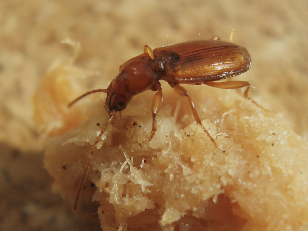 A cave beetle eating