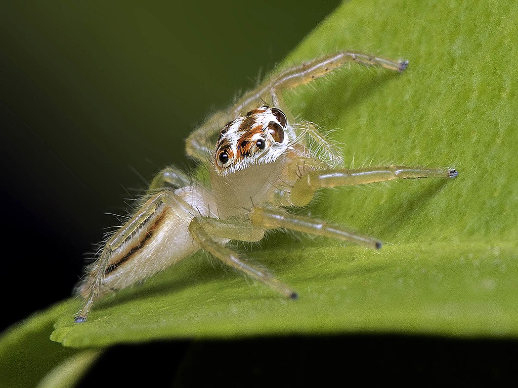 A jumping spider on a leaf