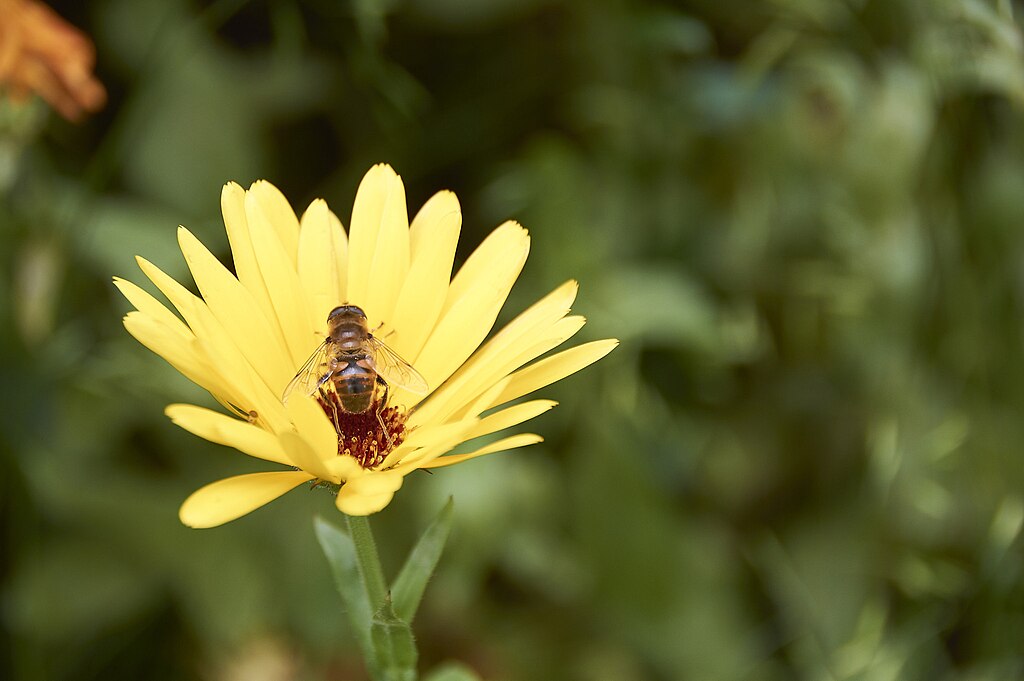 Hoverfly on a flower