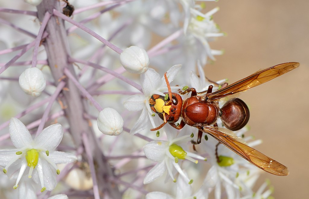 A hornet on a flower
