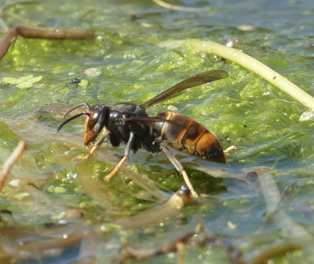 A hornet on a wet surface
