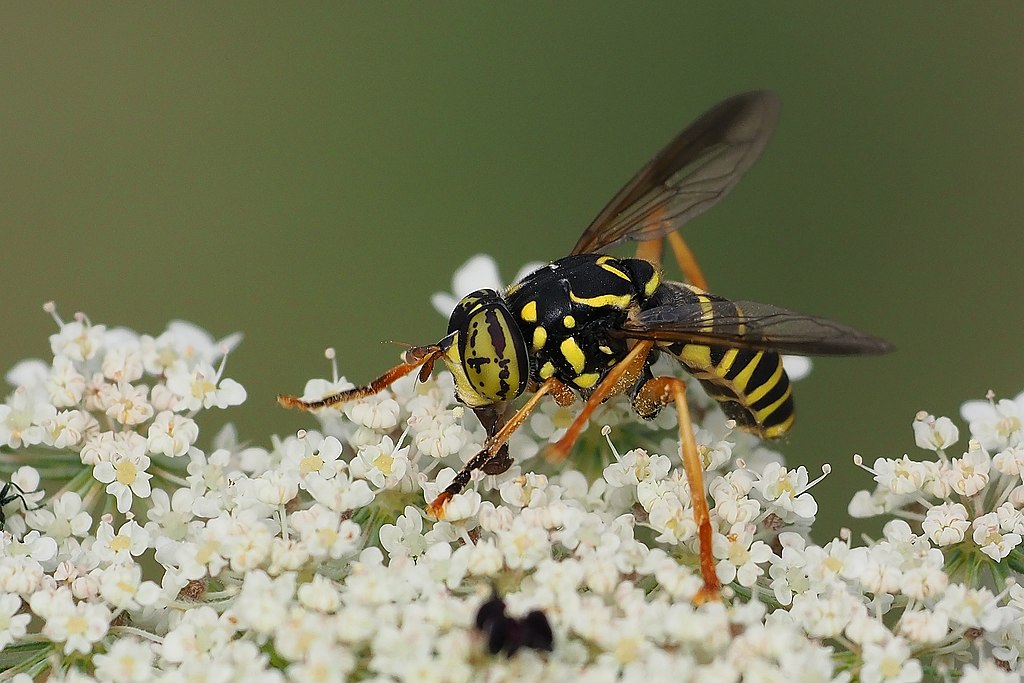 Wasp-mimic hoverfly