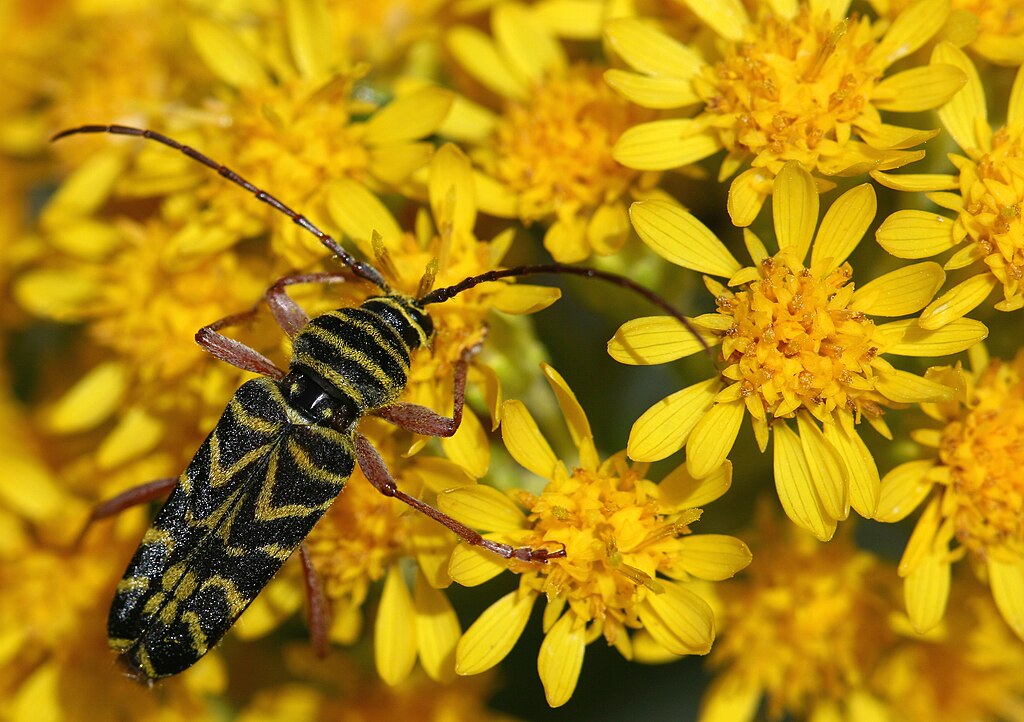 Wasp mimic