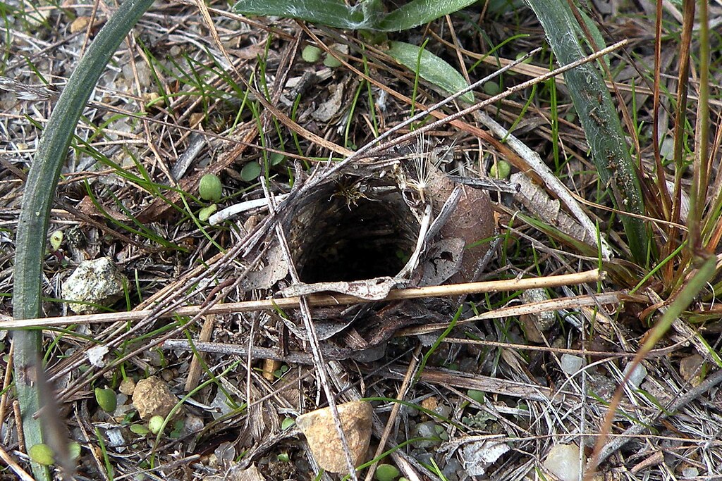 A wolf spider burrow