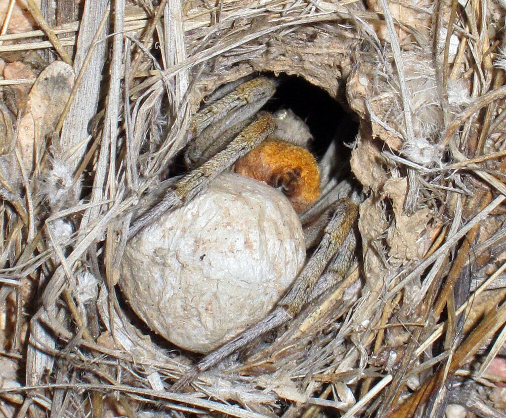 Wolf Spider with egg sac in burrow