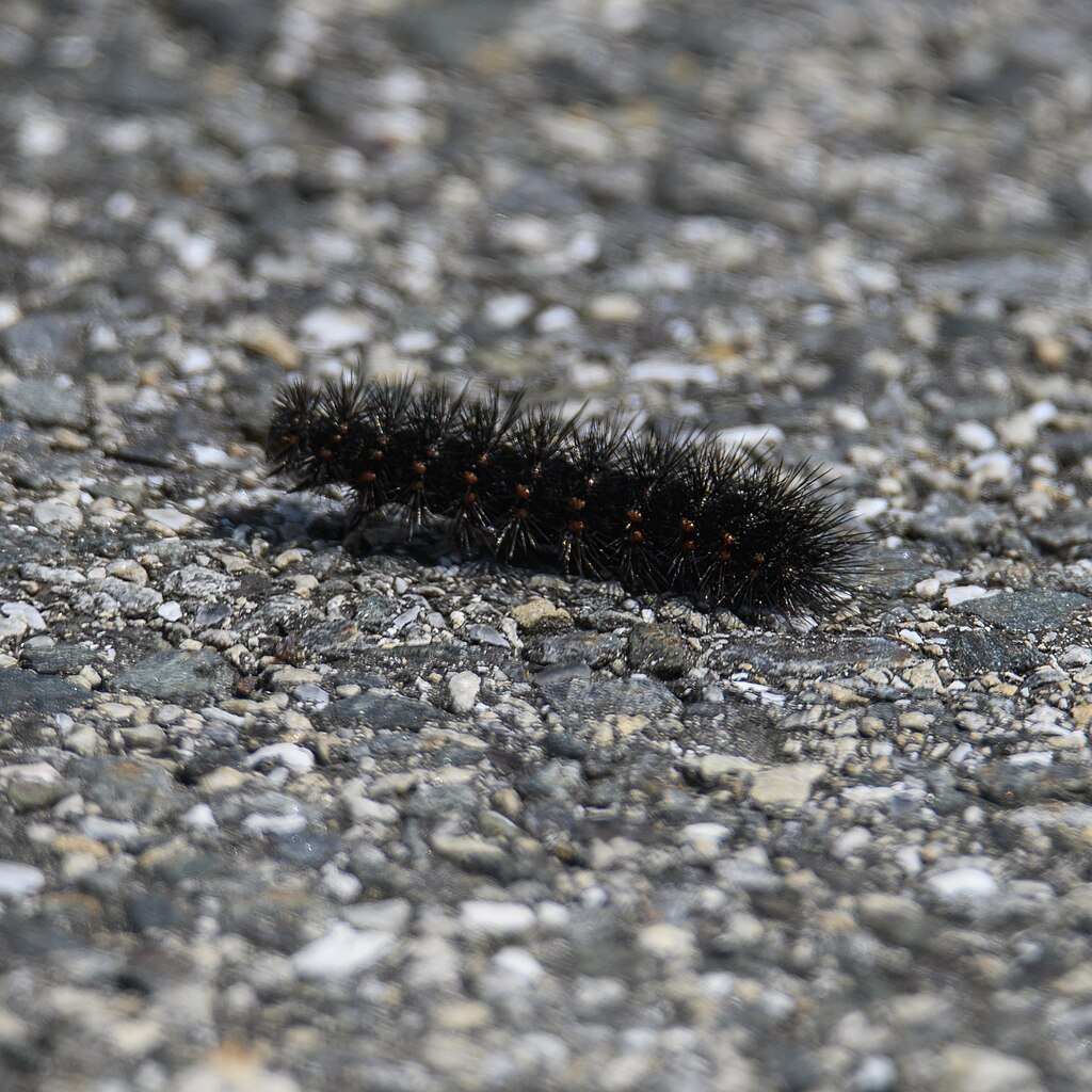 Wolly bear caterpillar on land