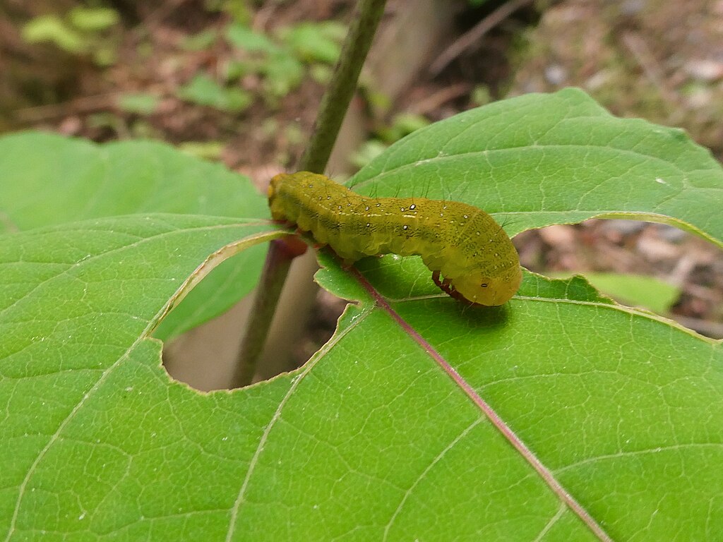 A caterpillar on the leaf
