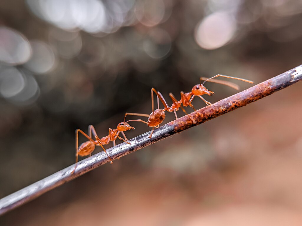 Fire ants on a metal string