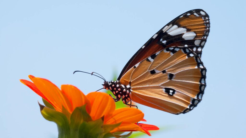 Detailed macro shot of a monarch butterfly perched on a vibrant orange flower.
