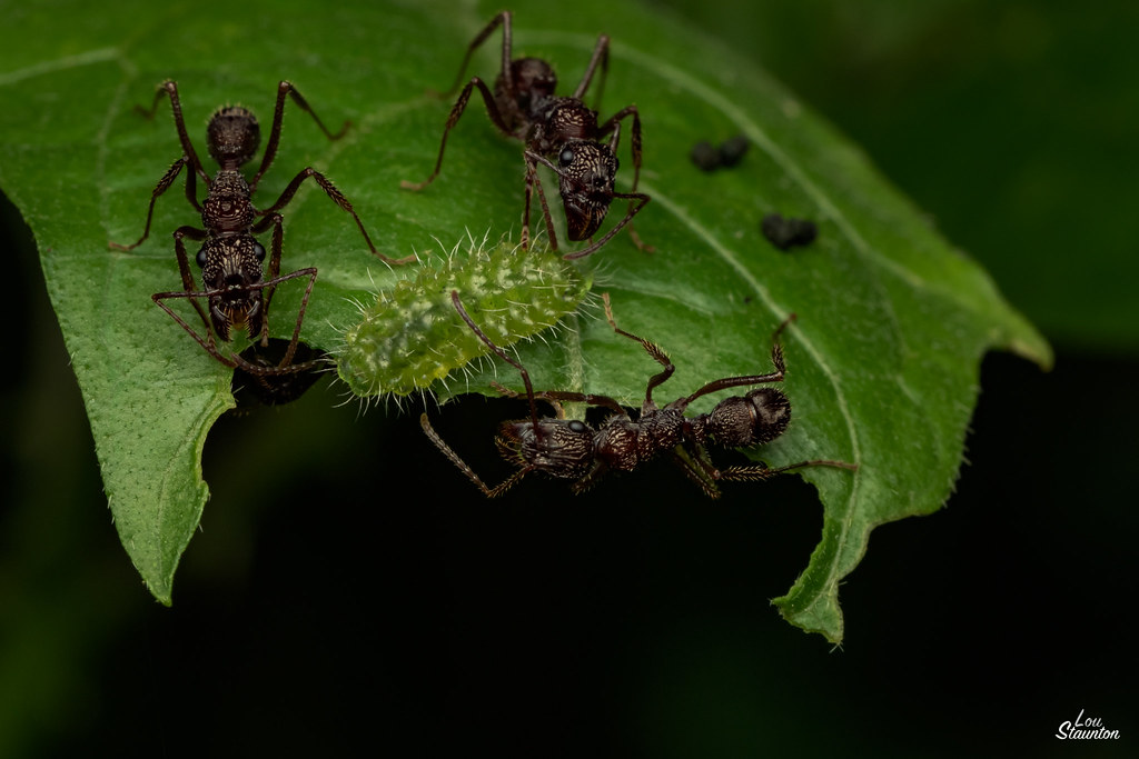 The Sweet Deal: Understanding Mutualistic Relationships