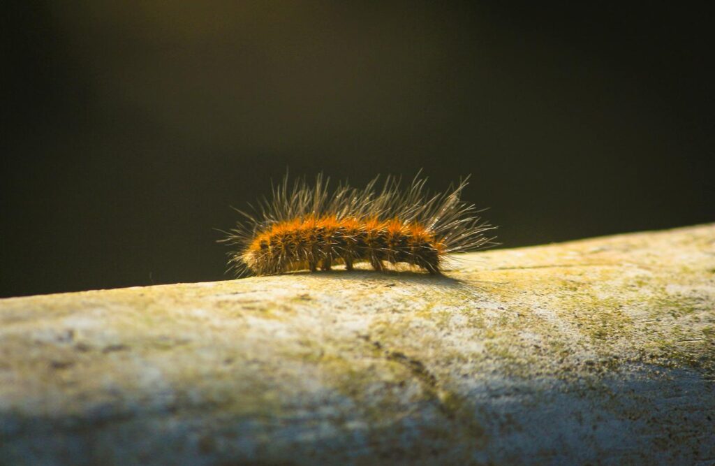 Antifreeze and Ice Naps: How Arctic Caterpillars Survive the Coldest Winters on Earth