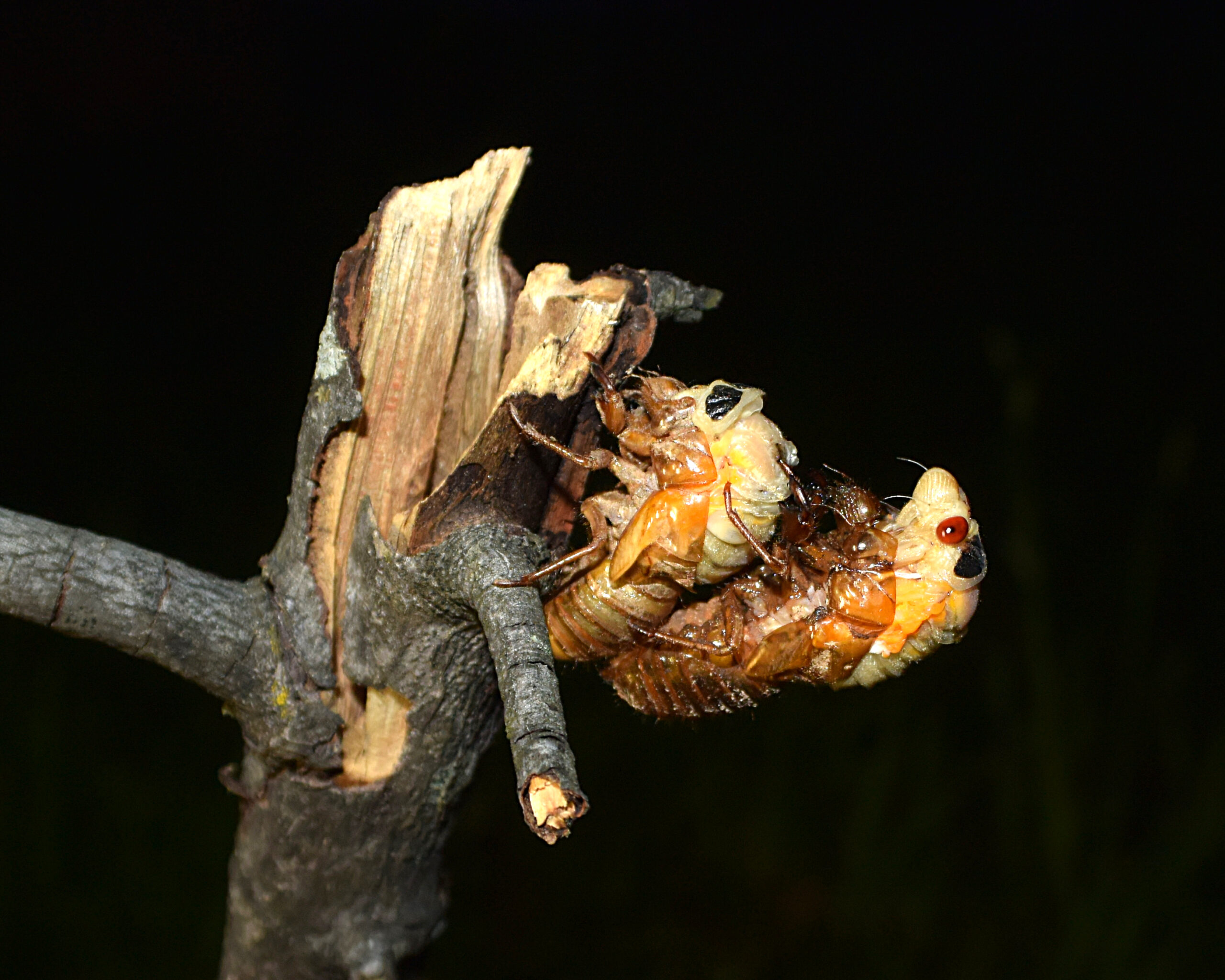 The Great Escape Begins (image credits: wikimedia)