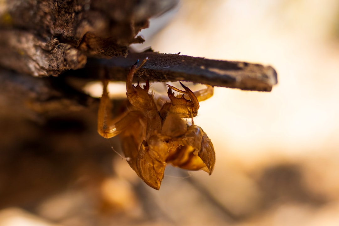 Evolutionary Innovations and Adaptations (image credits: unsplash)