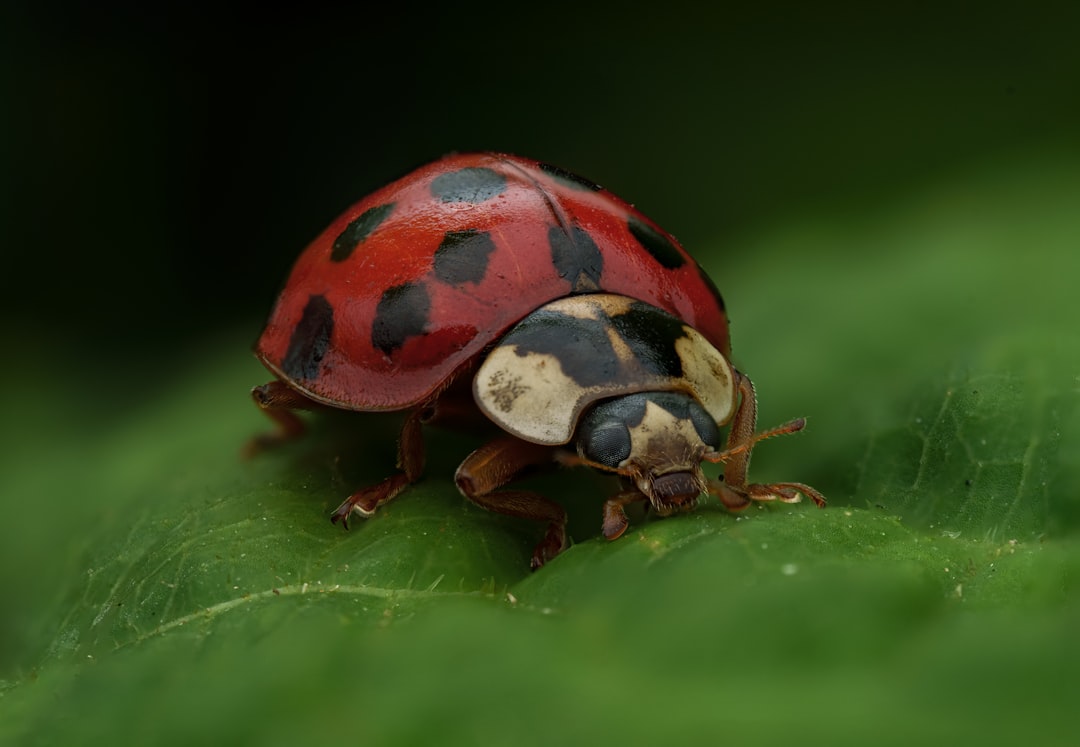Chinese Beetle Symbolism in Feng Shui (image credits: unsplash)