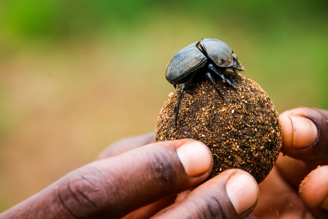 African Tribal Beetle Rituals (image credits: unsplash)
