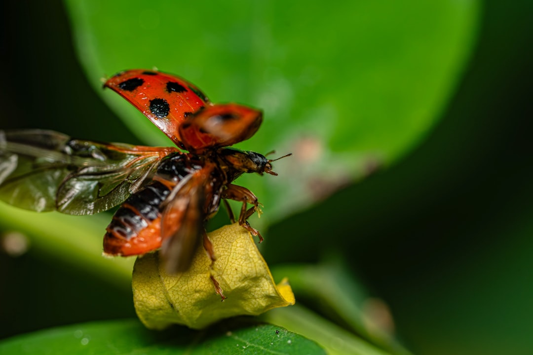 Modern Beetle Superstitions Around the World (image credits: unsplash)