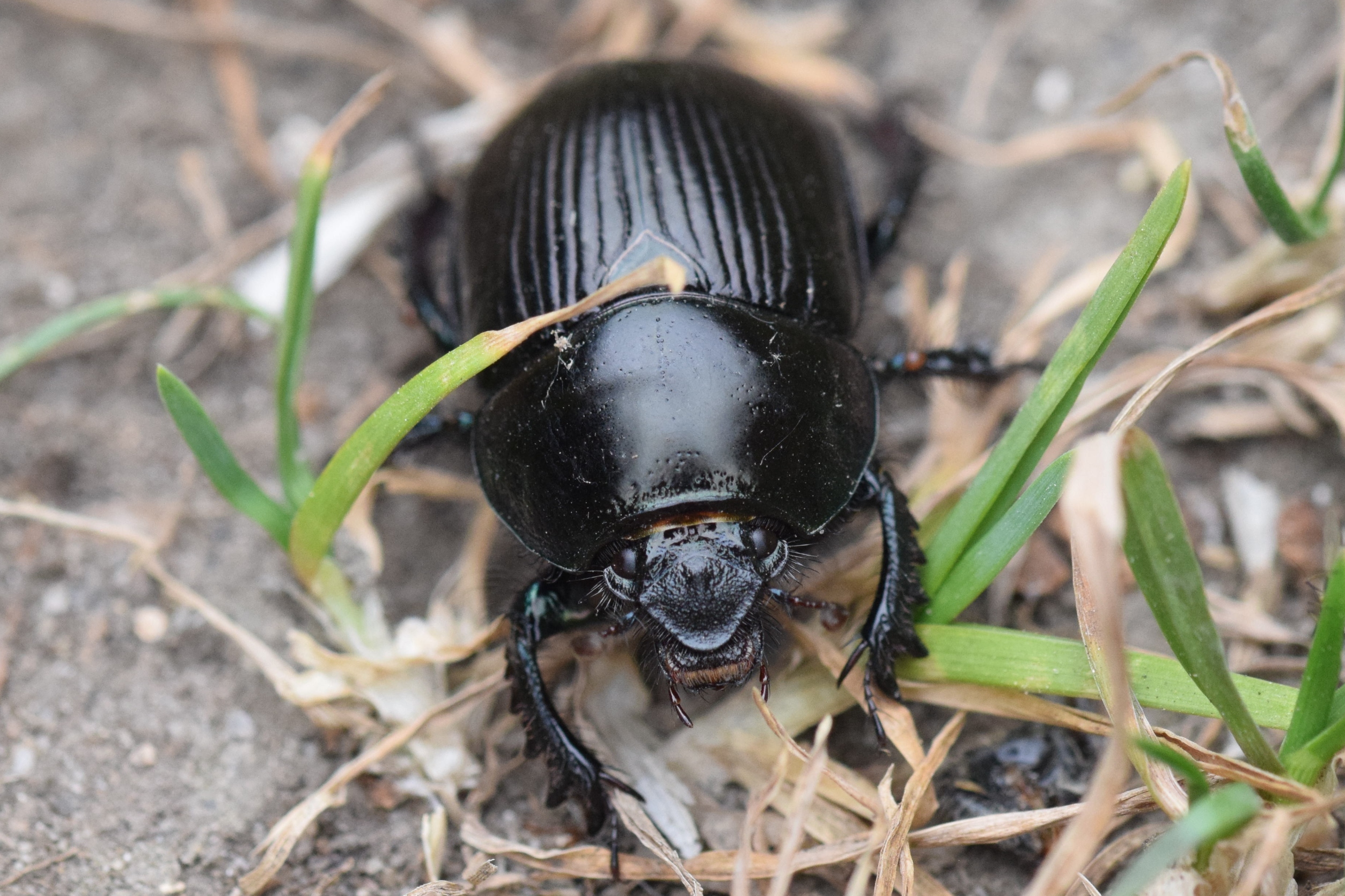 Beetle Symbolism in Art and Literature (image credits: wikimedia)