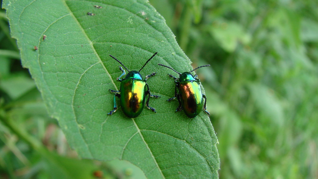 Contemporary Beetle Conservation and Cultural Preservation (image credits: flickr)