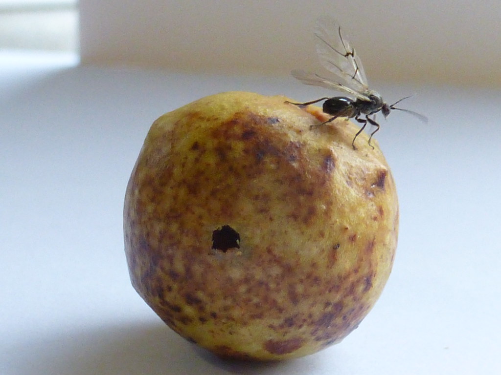 The Great Escape: How Adult Wasps Break Free (image credits: flickr)