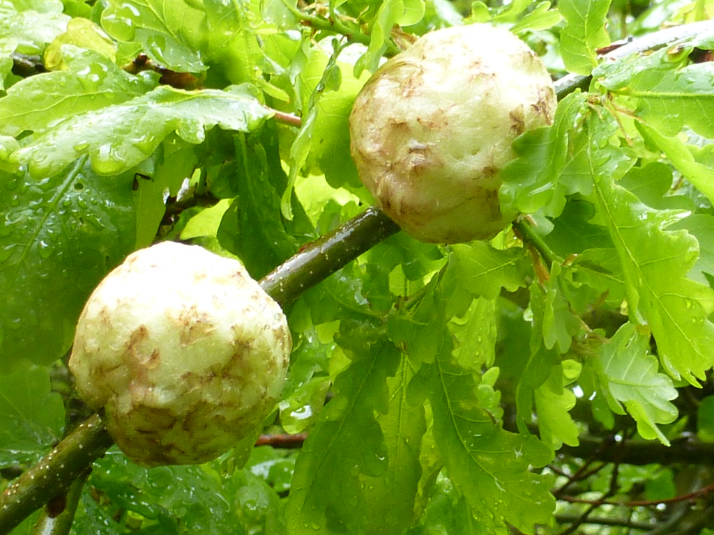 The Ecological Web: Who Else Lives in Gall Cities (image credits: flickr)