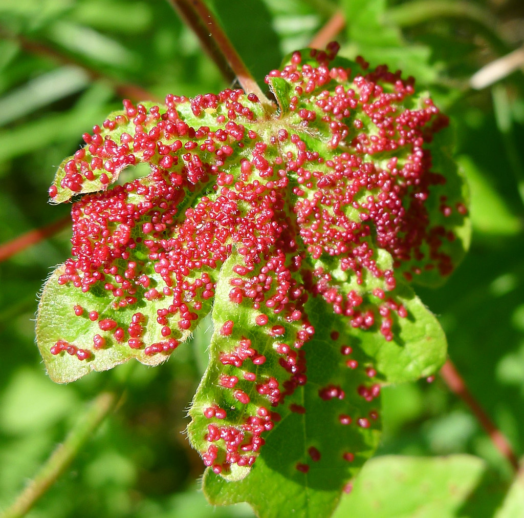 Masters of Disguise: How Galls Blend Into Nature (image credits: flickr)