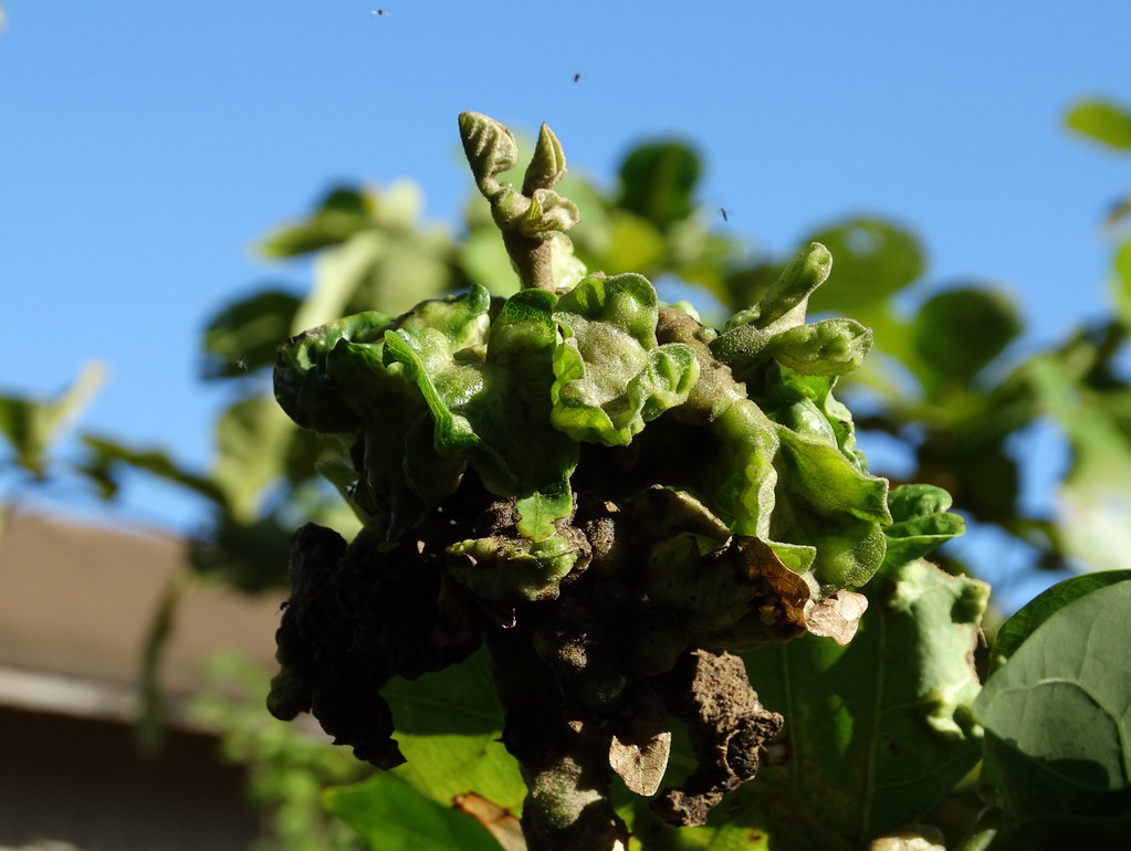 The Global Impact: Gall Wasps as Ecosystem Engineers (image credits: flickr)