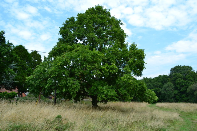 Ancient Partnerships: The Evolutionary History (image credits: wikimedia)